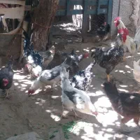 مرغ گلین