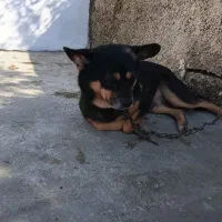 سگ پاکوتاه نژاد دار|سگ|نوشهر, |دیوار