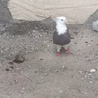 یه کفتر ماده طوقی|پرنده|جم, |دیوار