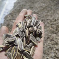 خرید و فروش انواع تخمه