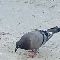 پرنده