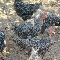 خروس امروک|حیوانات مزرعه|شیراز, شهرک والفجر|دیوار