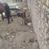 سگ گله 2عدد|سگ|معصومیه, |دیوار