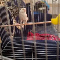 قناری|پرنده|ورامین, ورامین|دیوار