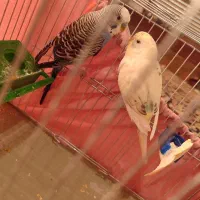 مرغ عشق های زیبا