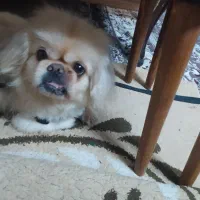 واگذاری پکینز.نر