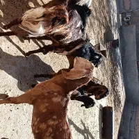 خرید بزغاله|حیوانات مزرعه|رادکان, |دیوار