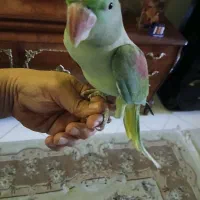 شاه طوطی ماده