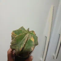 آسترفیتوم(ابلق)