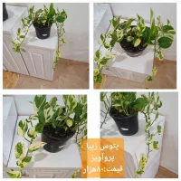 گلهای آپارتمانی|گل و گیاه طبیعی|رشت, پل تالشان|دیوار