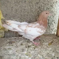 کبوتر پرشی