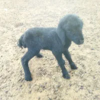 بره شیری|حیوانات مزرعه|پیشخور, |دیوار