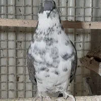 کبوتر تهرانی نرو ماده