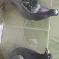 مسافتی|پرنده|حمیدیه, |دیوار