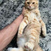 توله گربه بریتیش نارنجی شاه توله