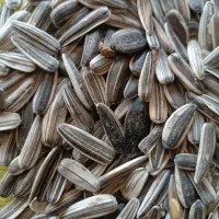 تخمه|خوردنی و آشامیدنی|سنقر, |دیوار