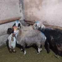 گوسفند فروشی|حیوانات مزرعه|بروجرد, |دیوار