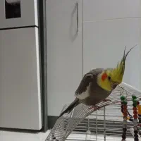 طوطی عروس|پرنده|لشت نشا, |دیوار