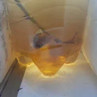 ماهی فایتر هافمون و آواتار ماده