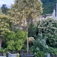 فروش یاس هلندی شمشاد لاوسون تویا لگستروم|خدمات باغبانی و درختکاری|چابکسر, |دیوار