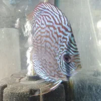 حیوانات|ماهی|کرمانشاه, |دیوار