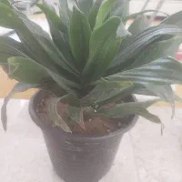 فروش گل طبیعی