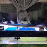 اکواریوم و ماهی فلاور|ماهی|تهران, زهتابی|دیوار