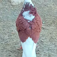 4 عدد کبوتر خاص