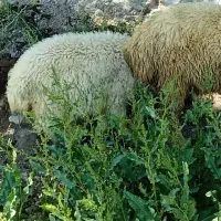 3 راس بره شیر نژاد دار