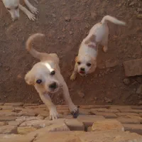 سگ خونگی تربیت شده|سگ|اسفرورین, |دیوار