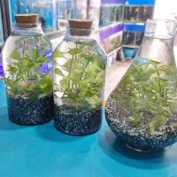 آکواریوم با ماهی مناسب هدیه