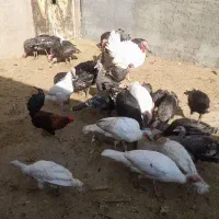 بوقلمون برنزه جوان ۱۱ماه