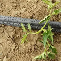 فروش ویژه نوارتیپ|گل و گیاه طبیعی|سامان, |دیوار