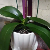 گل ارکیده