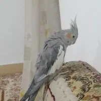 عروس هلندی
