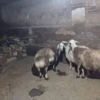 گوسفند فروشی در جه یک