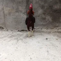 خروس لاری ..