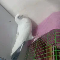 مجسمه ک ب و ت ر