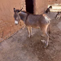 کره خر ماده