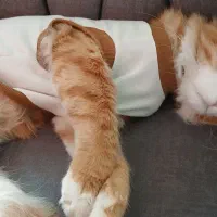 گربه|گربه|کرج, شهرک آسمان|دیوار