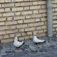 کبوتر جفت دمبی