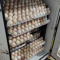 دستگاه جوجه کشی 504 تای هدایت