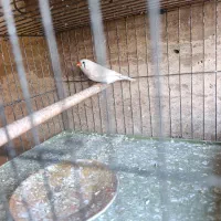 فنچ نر .مولد.مست