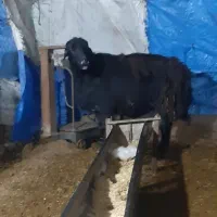 نر بره گوسفند|حیوانات مزرعه|مزرعه کتول, |دیوار