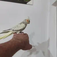 عروس هلندی ماده