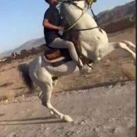 سوار کار اسب|خدمات آموزشی|نی‌ریز, |دیوار