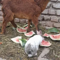 بزغاله نرشیرمست