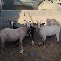 بز دورگ سانن