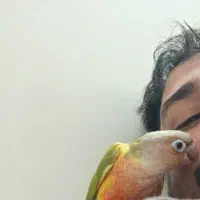 گمشده طوطی گرینچیک