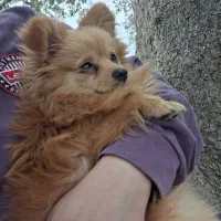 فروش توله پامرانین